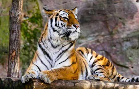 Corbett - Nainital Tour